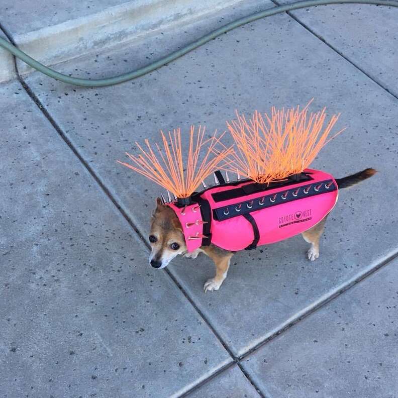 Video of a Chihuahua walking in a vest adorned with spikes and quills to  ward off hawks goes viral