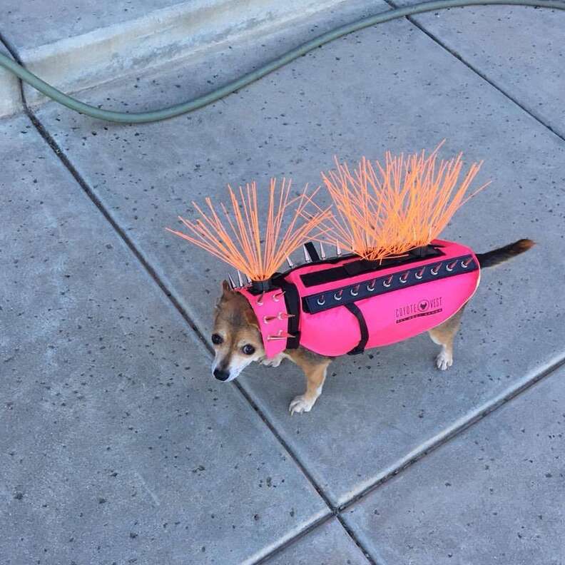 Coyote proof hotsell dog jacket