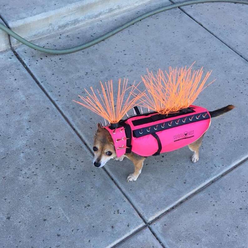 dog wears coyote vest