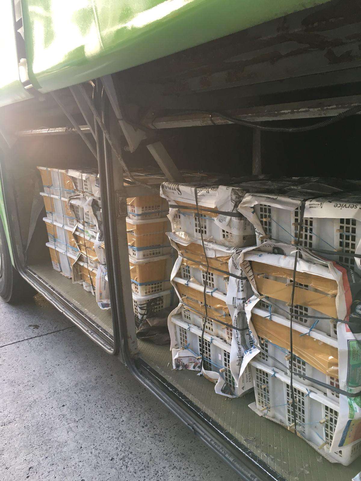 Birds being driven in bus