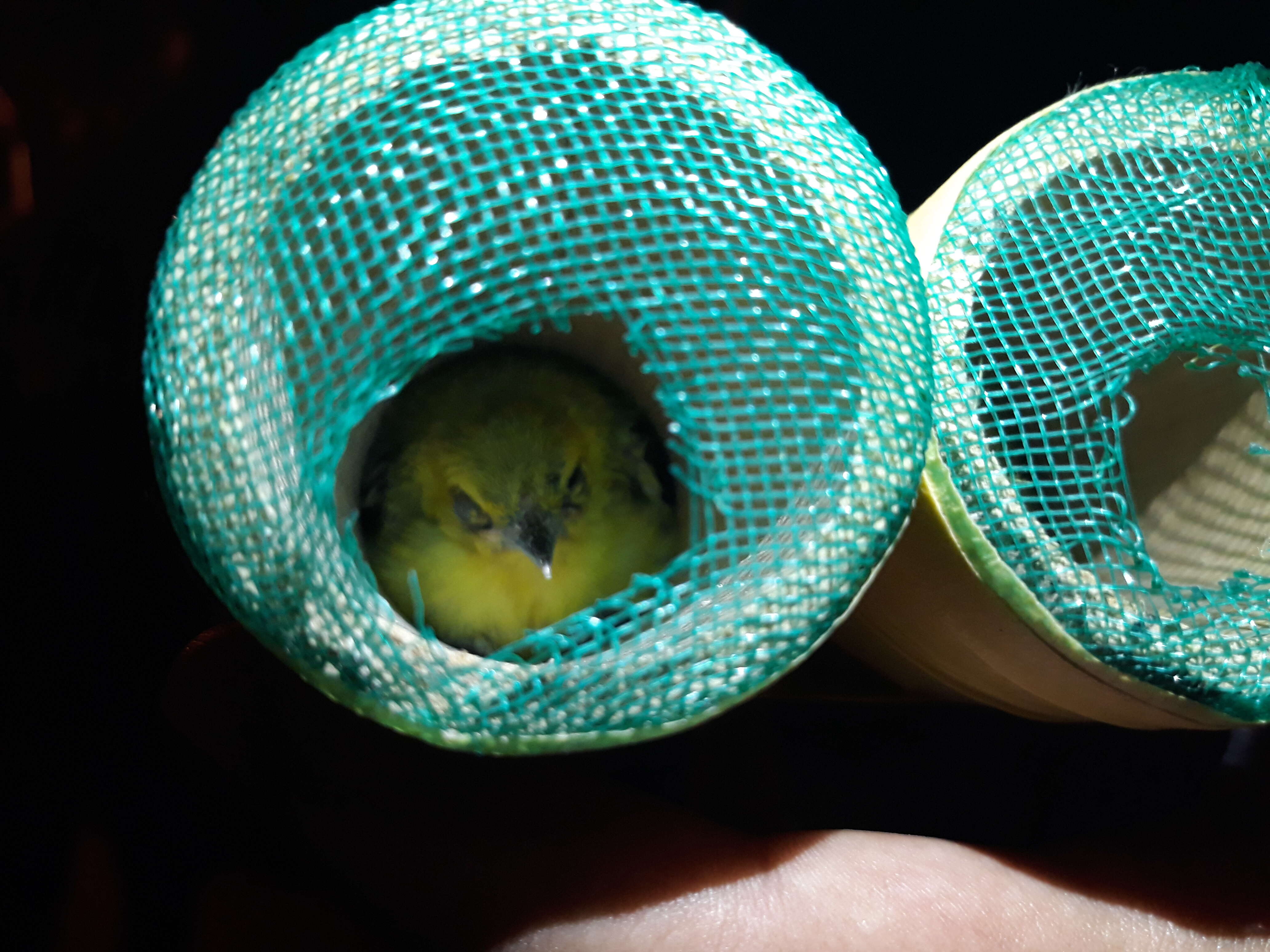 Birds inside pipes