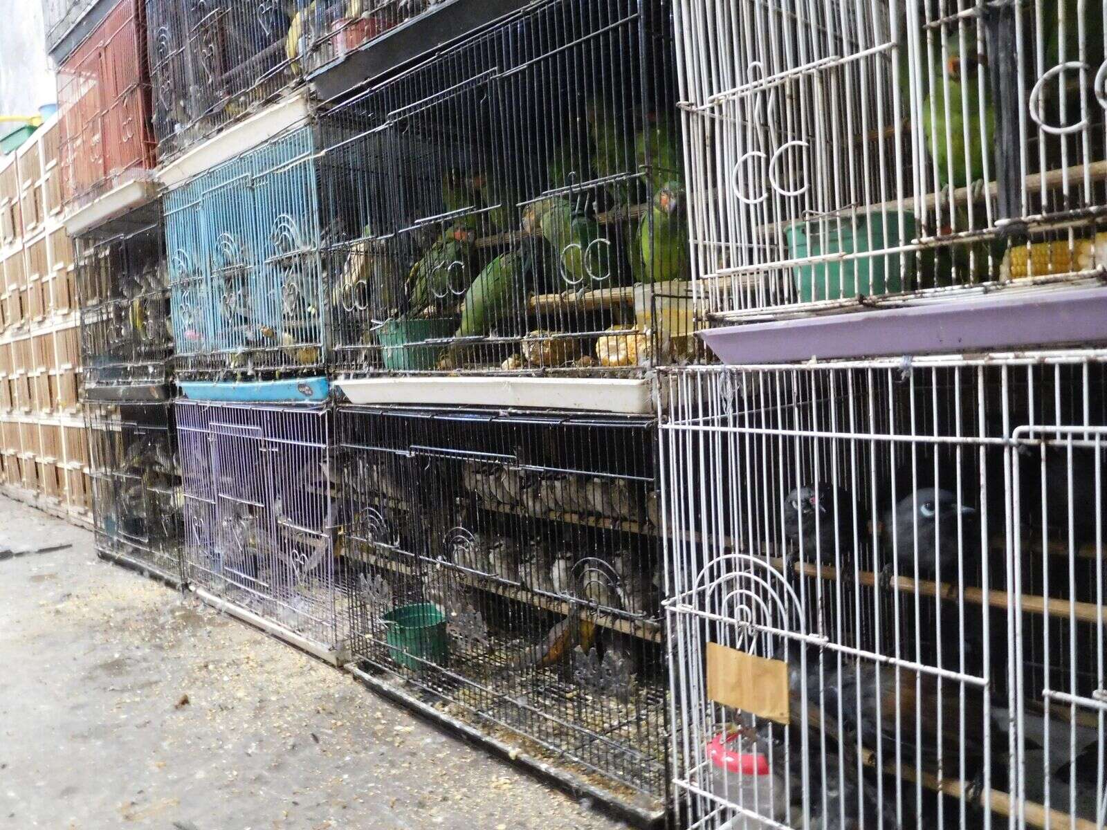 Cages of wild birds