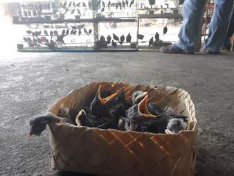 Basket of crying birds