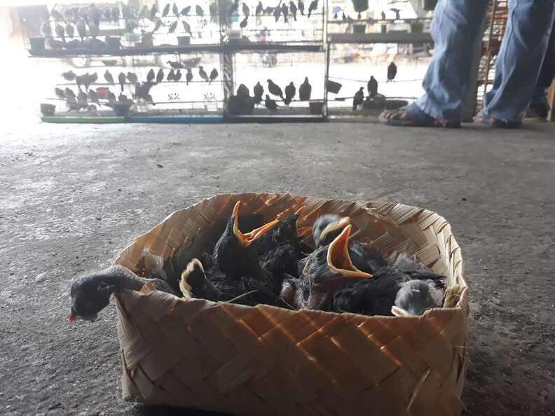 Basket of crying birds