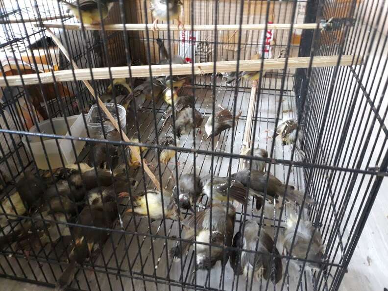 Surviving birds inside a cage