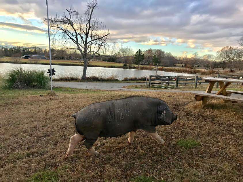 Pig running along grounds of animal sanctuary