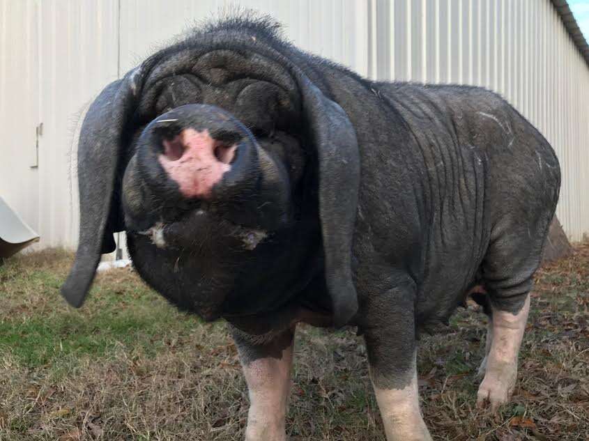 Meishan pig with black, wrinkly skin
