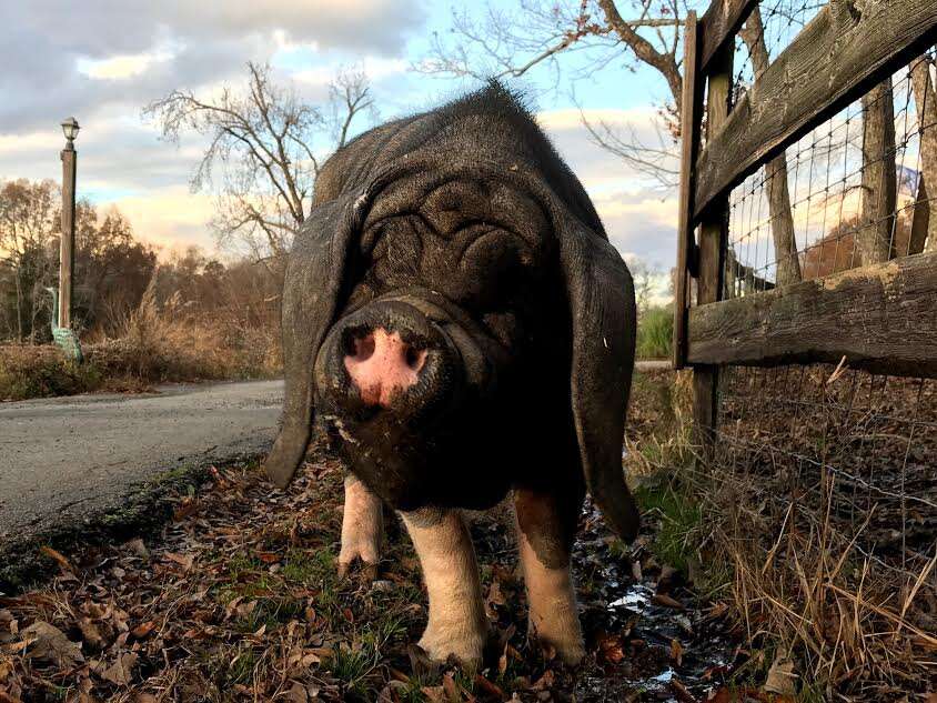 Pig standing on roadside
