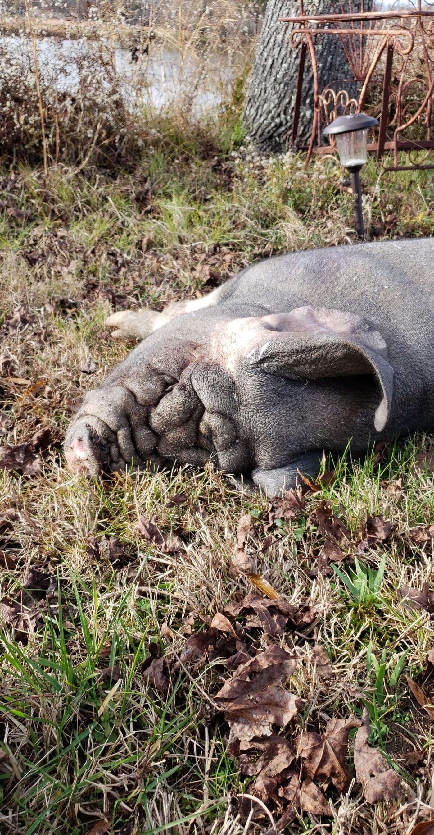 Pig lying in grass