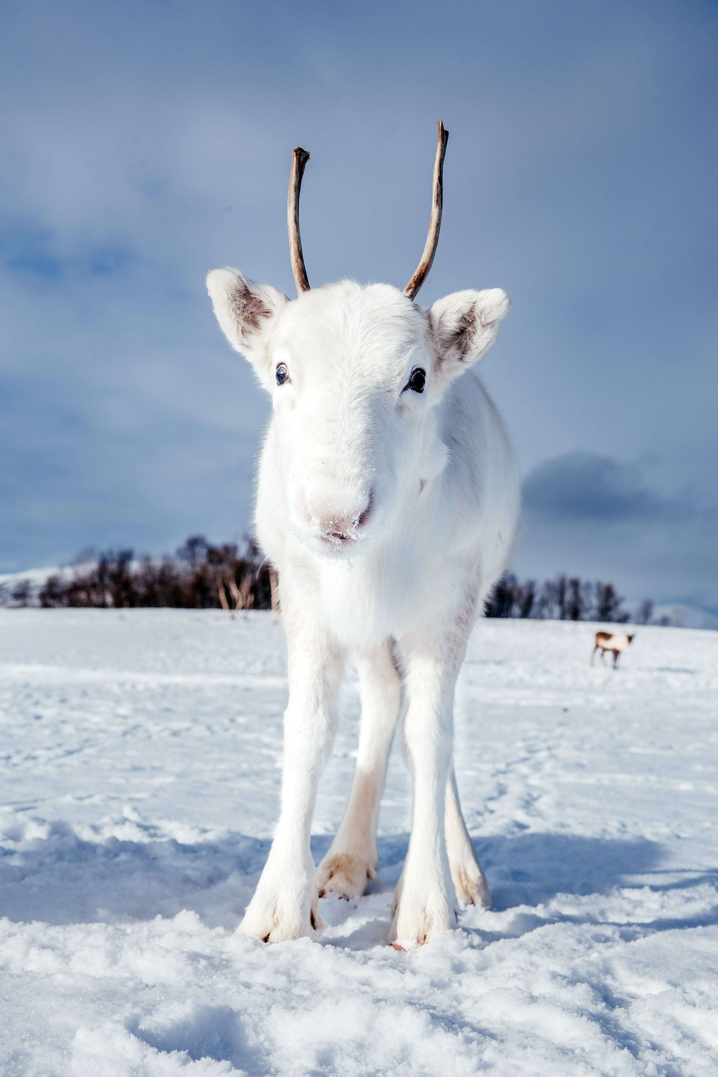 white reindeer norway