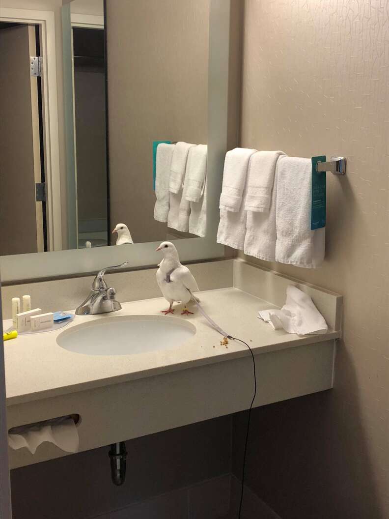 'Dove release' survivor pigeon getting rescued