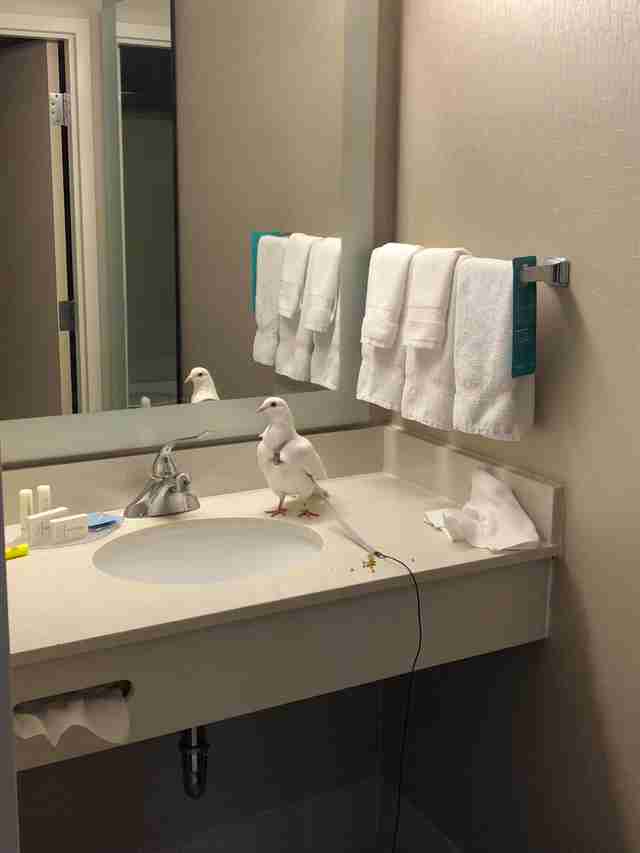 'Dove release' survivor pigeon getting rescued