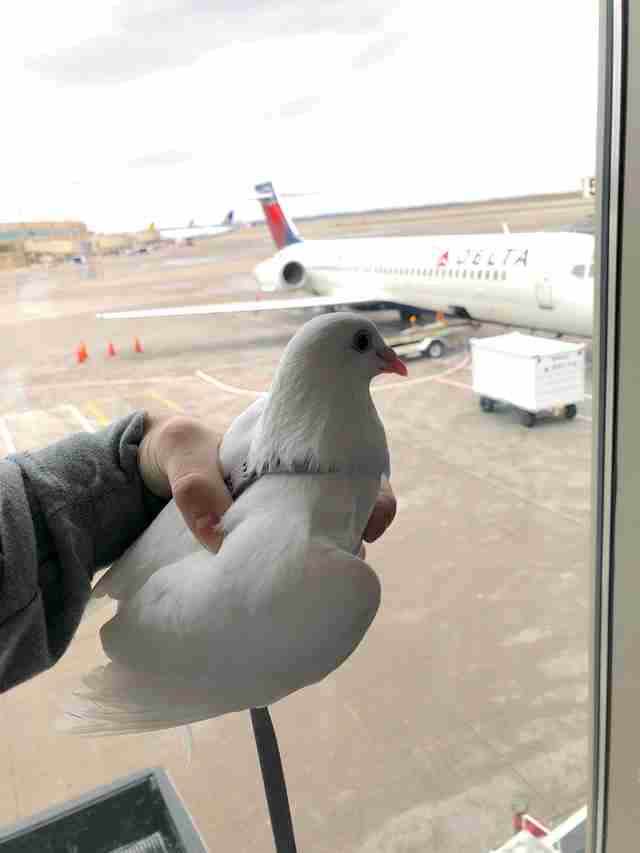 'Dove release' survivor pigeon getting rescued
