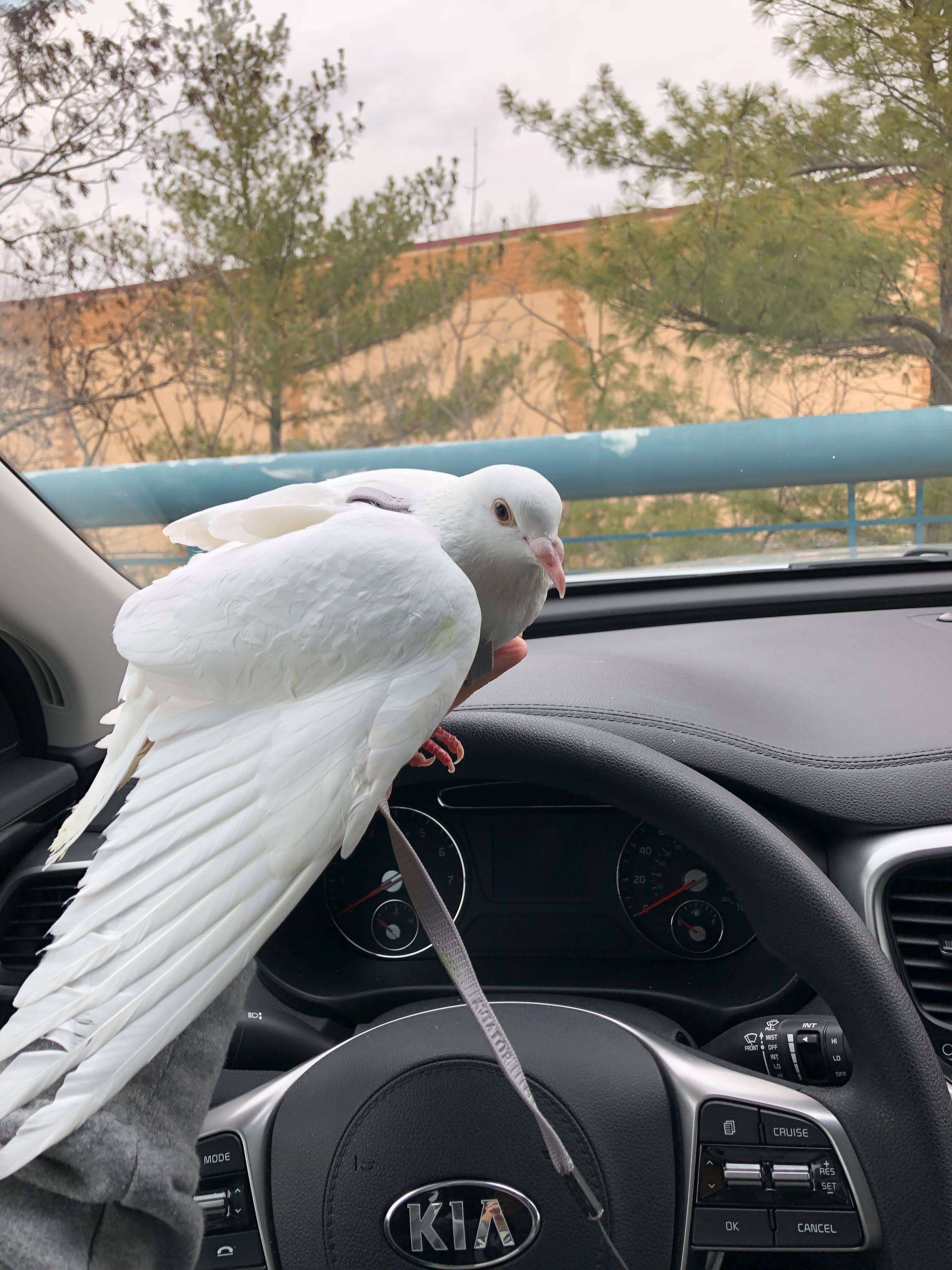 'Dove release' survivor pigeon getting rescued