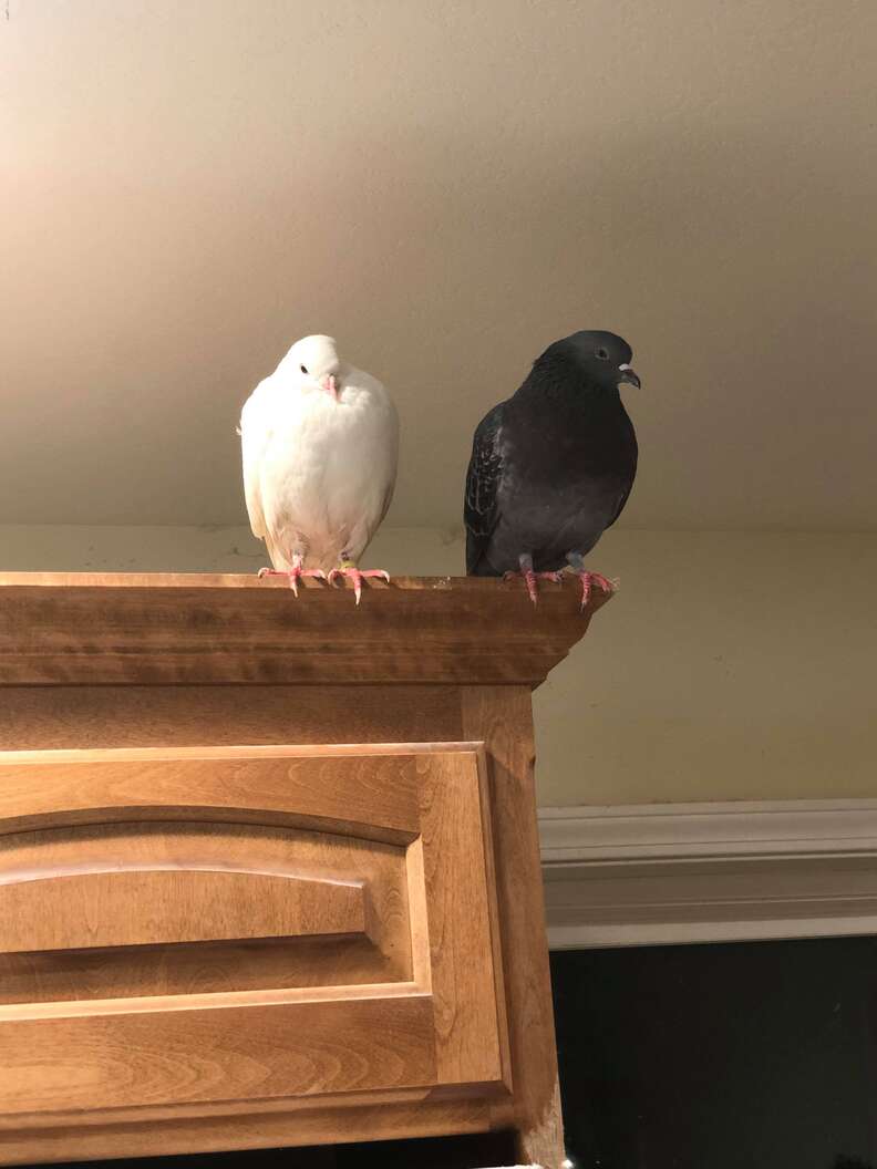 'Dove release' survivor pigeon meeting new friend at sanctuary