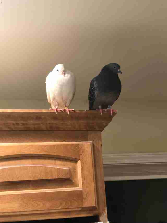 'Dove release' survivor pigeon meeting new friend at sanctuary