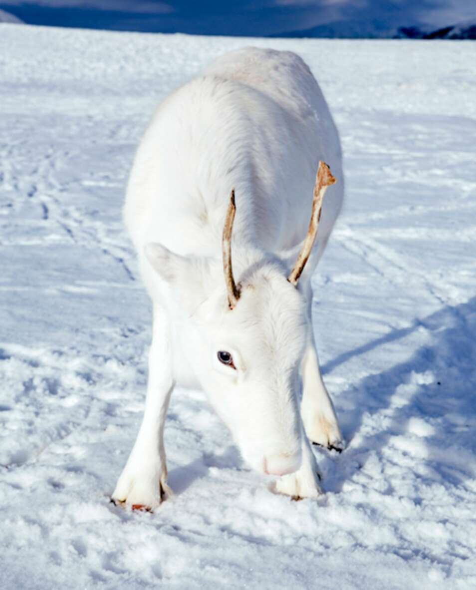 Entirely White Reindeer Calf Spotted In Norway - The Dodo