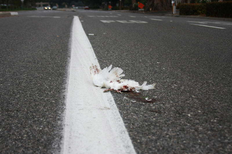 The Sad Truth About Where Wedding Doves Can End Up After Flying Away The Dodo