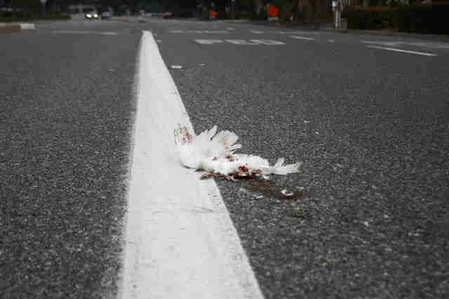 'Dove release' roadkill