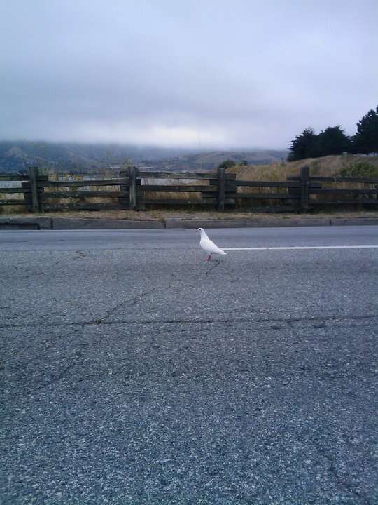 Lost king pigeon