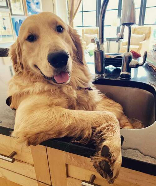 Franklin the dog takes a bath in the kitchen sink