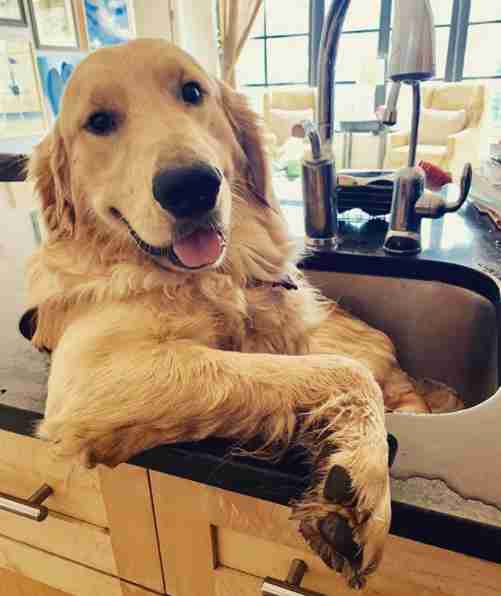 Big Dog Demands To Be Bathed In The Kitchen Sink The Dodo