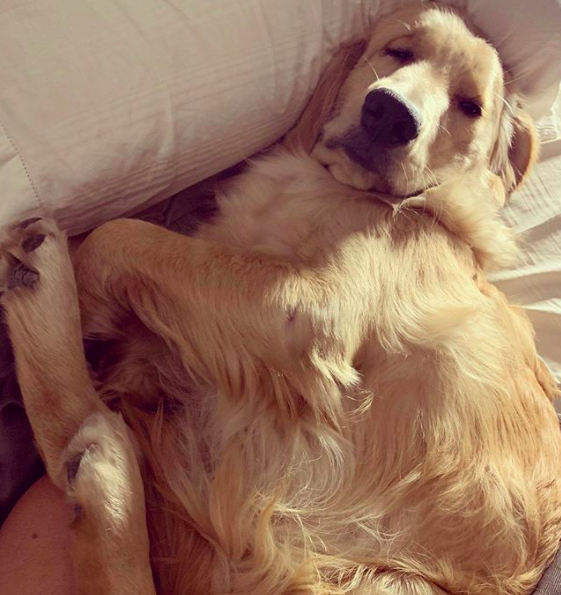 Franklin the golden refuses to take a bath in the tub