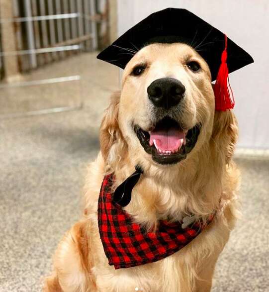 Franklin the golden retriever