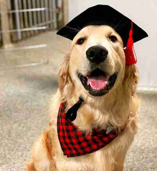 Franklin the golden retriever