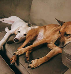 dog rescue surprise