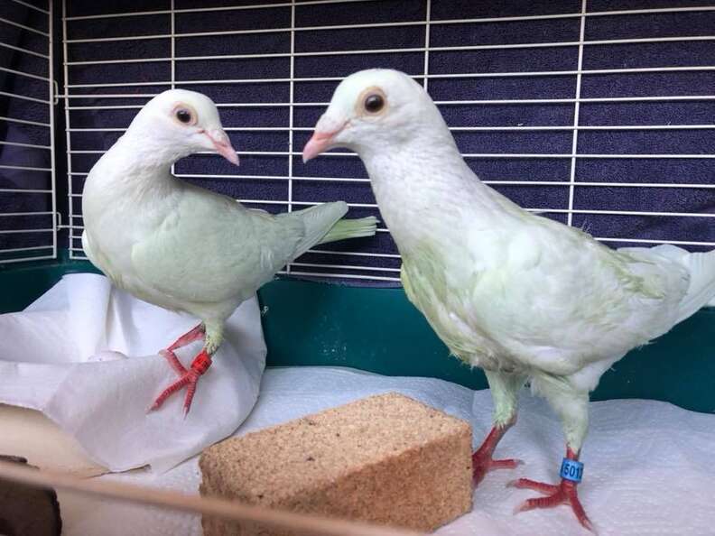 Rescued pigeons