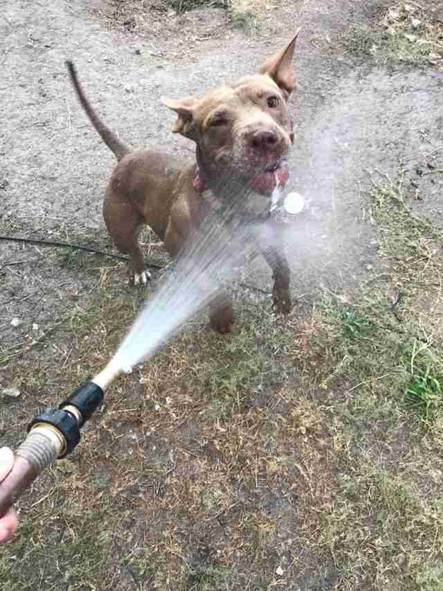 dog rescue texas juju