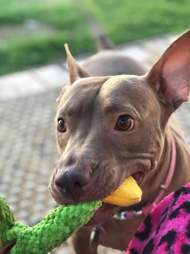 dog rescue texas