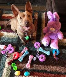 dog rescue texas