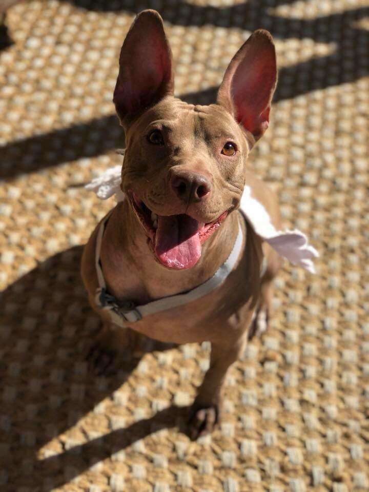 dog rescue pit bull texas