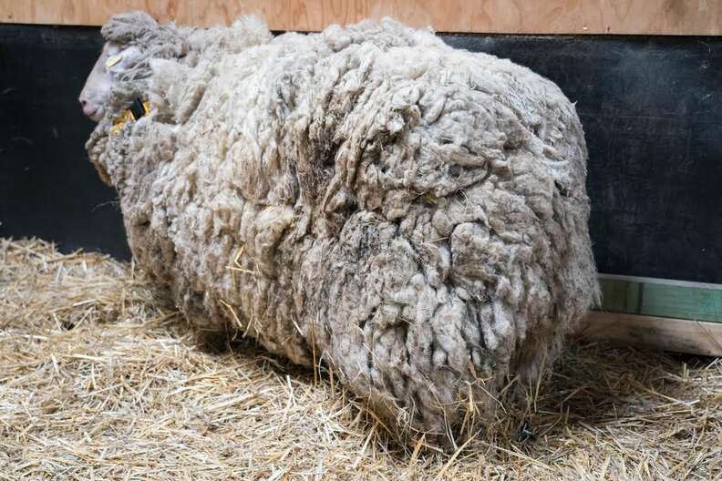 Stray Sheep Was So Fluffy He Couldn’t Stand - The Dodo