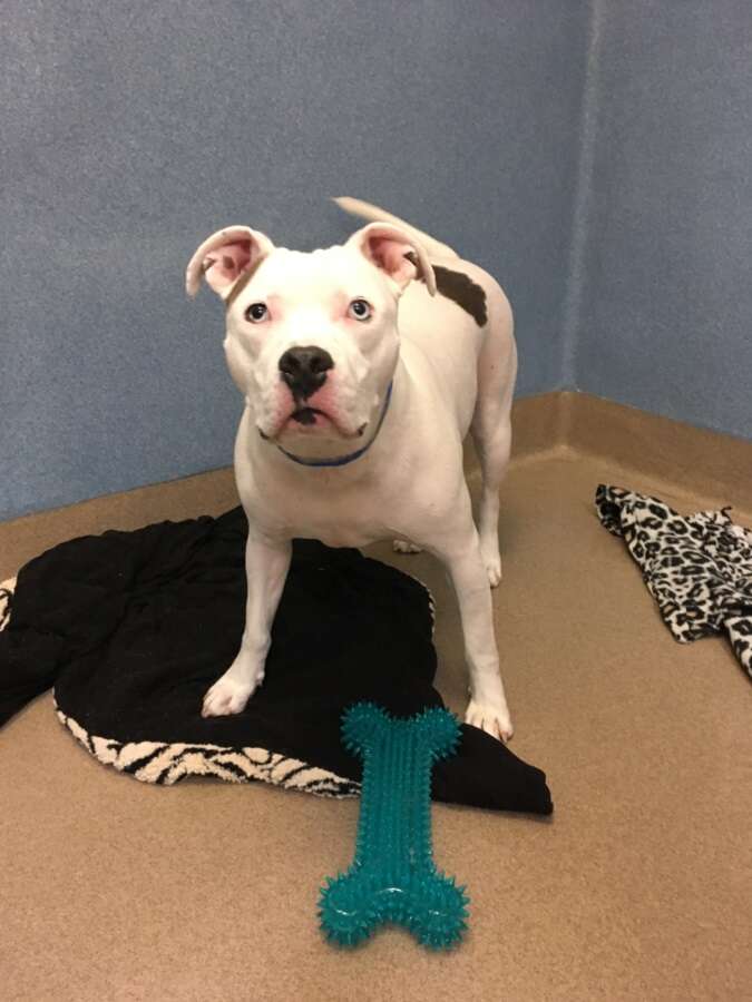 Valcor the deaf dog and his blankets at a California shelter