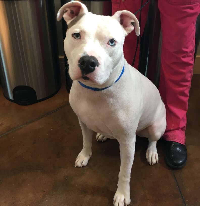 Valcor, a deaf pit bull, at Animal Friends of the Valleys shelter