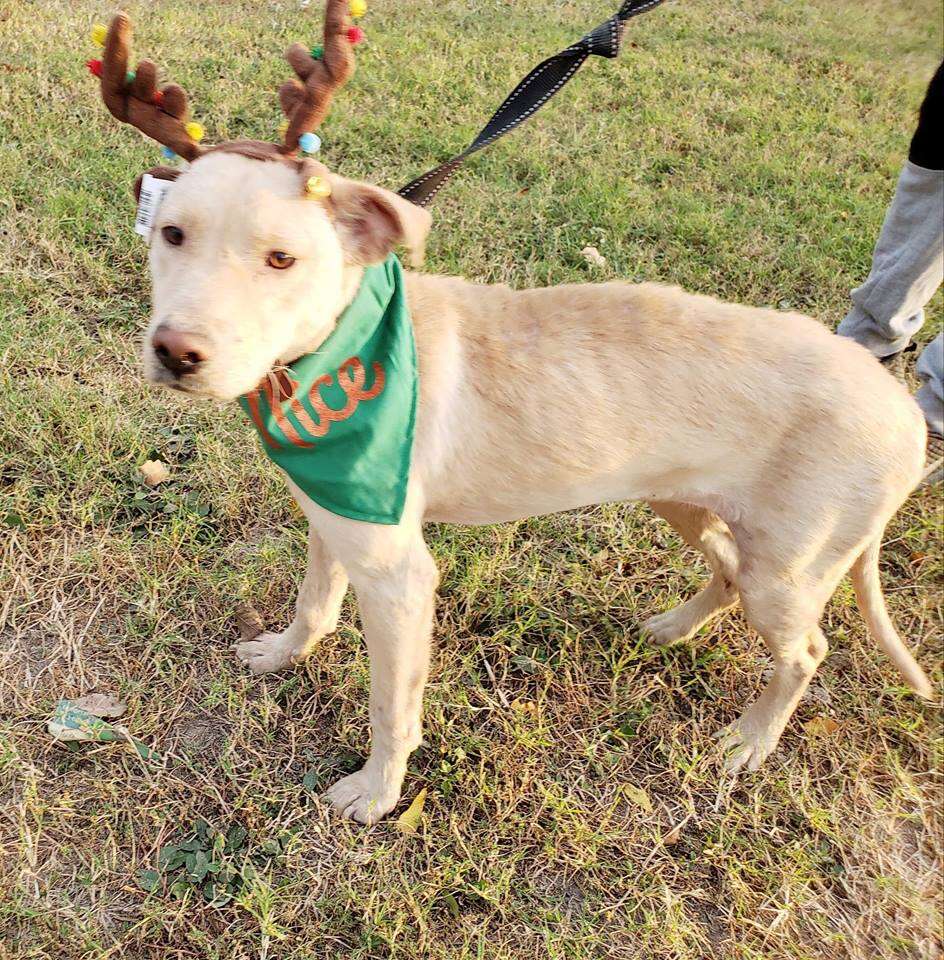 Lab mix with reindeer hat standing in yard