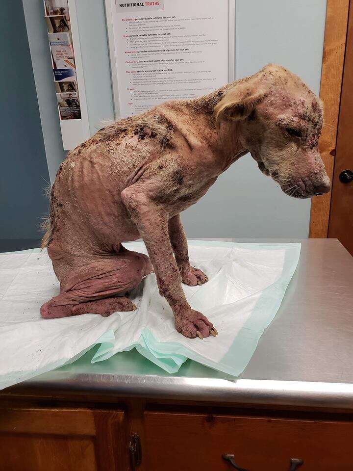 Dog without fur sitting on vet clinic table