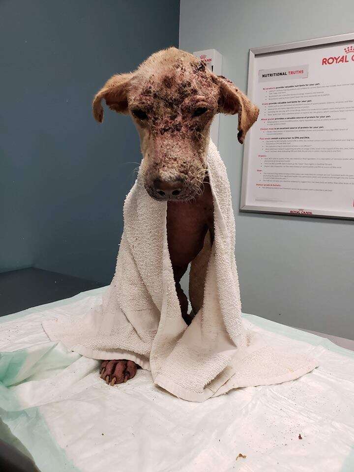 Dog without fur with blanket draped around her shoulders