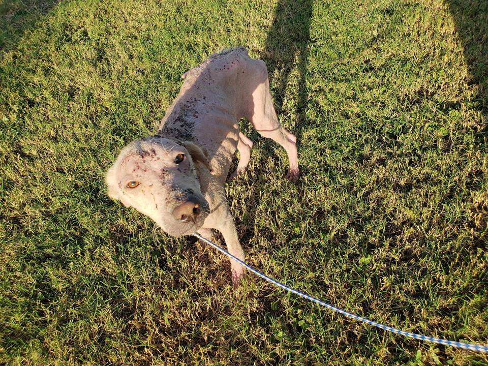 Dog with bad case of mange on leash outside