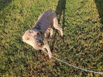 Dog with bad case of mange on leash outside
