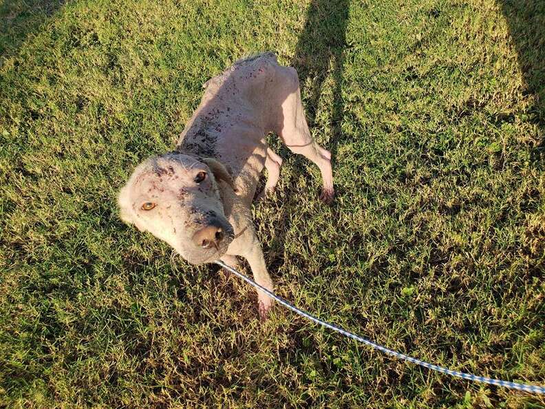 Dog with bad case of mange on leash outside