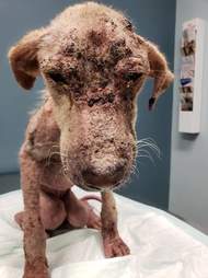 Dog with severe case of mange