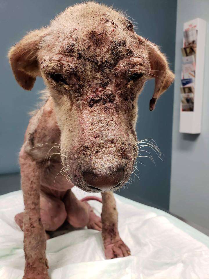 Dog With Severe Mange Makes Remarkable Recovery In Texas The Dodo