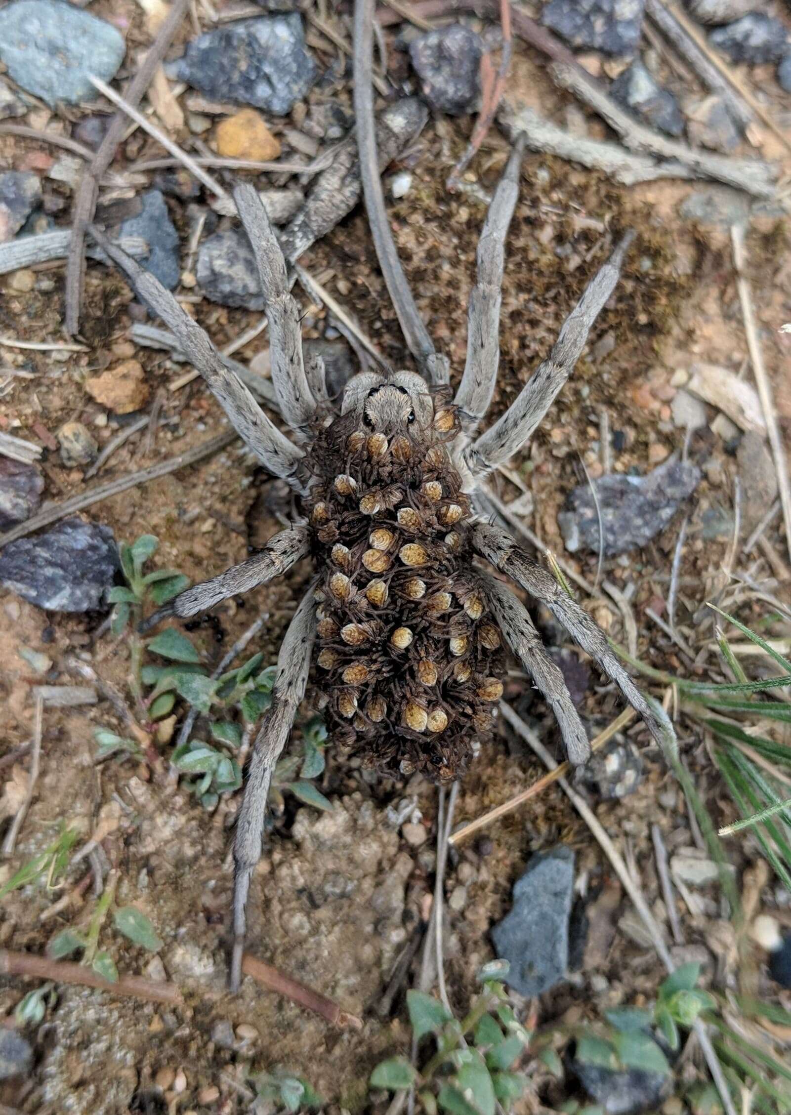 Wolf spider spotted with dozens of babies on her back
