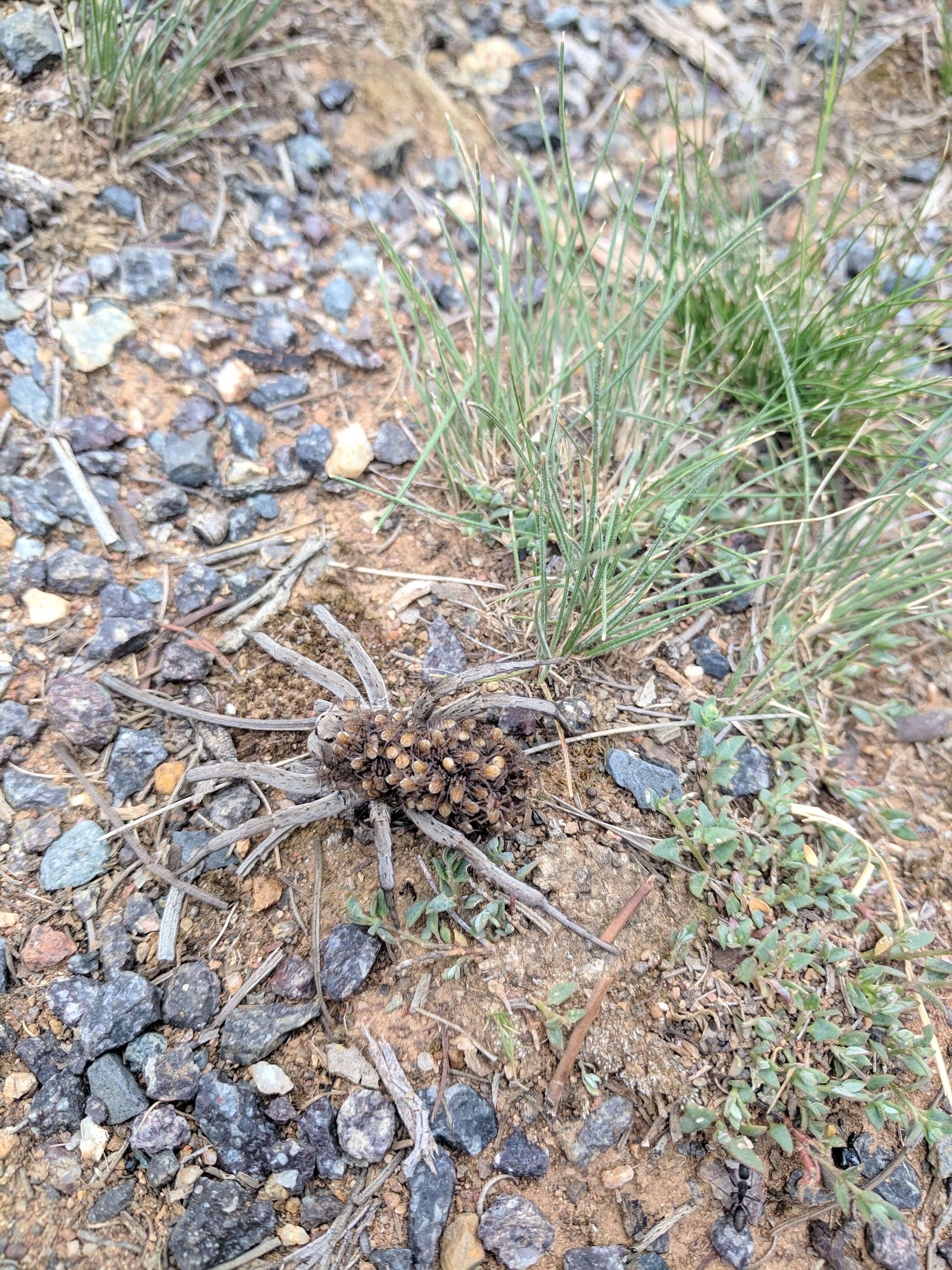 Wolf spider spotted with dozens of babies on her back