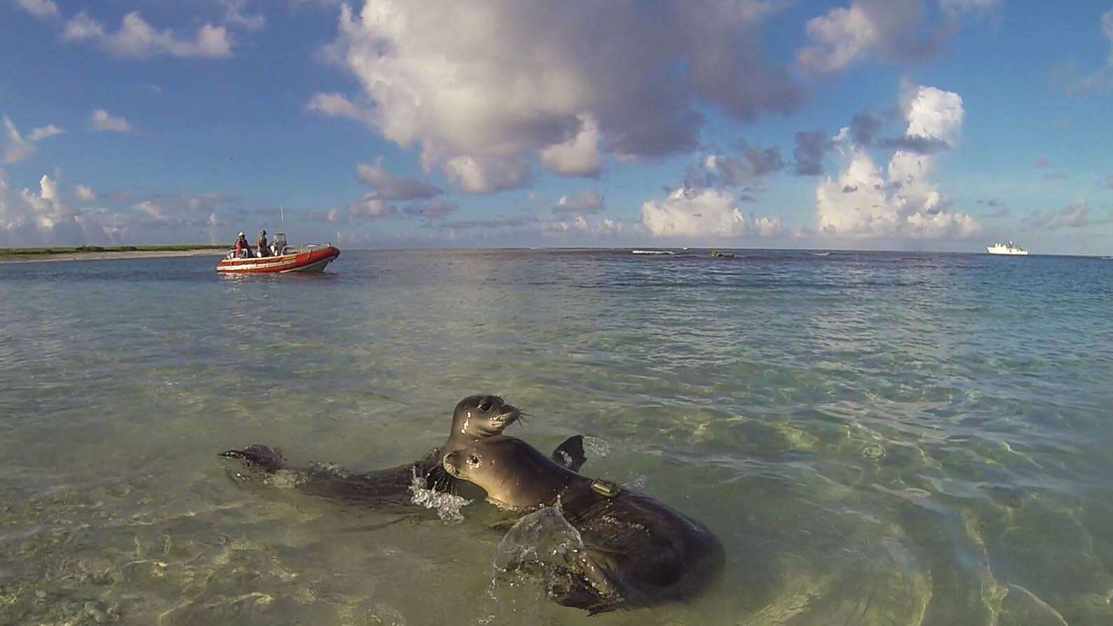 hawaiian monk seal