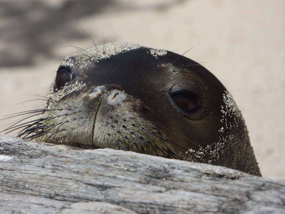 hawaiian monk seal noaa